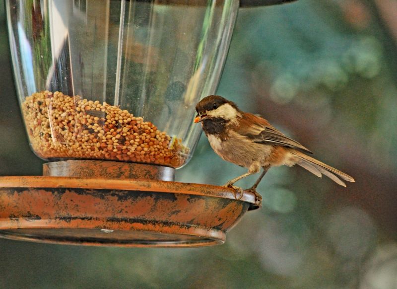 Birdhouse Mounting