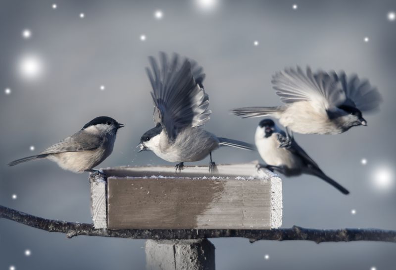 When Bird Nests Become A Ventilation And Fire Safety Issue